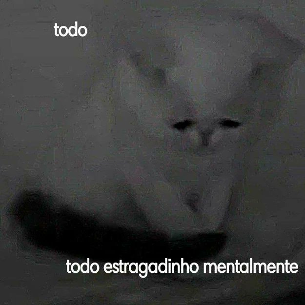 perfil dedicado a gatinhos e peitos (@odeiootaco) on Twitter photo 
