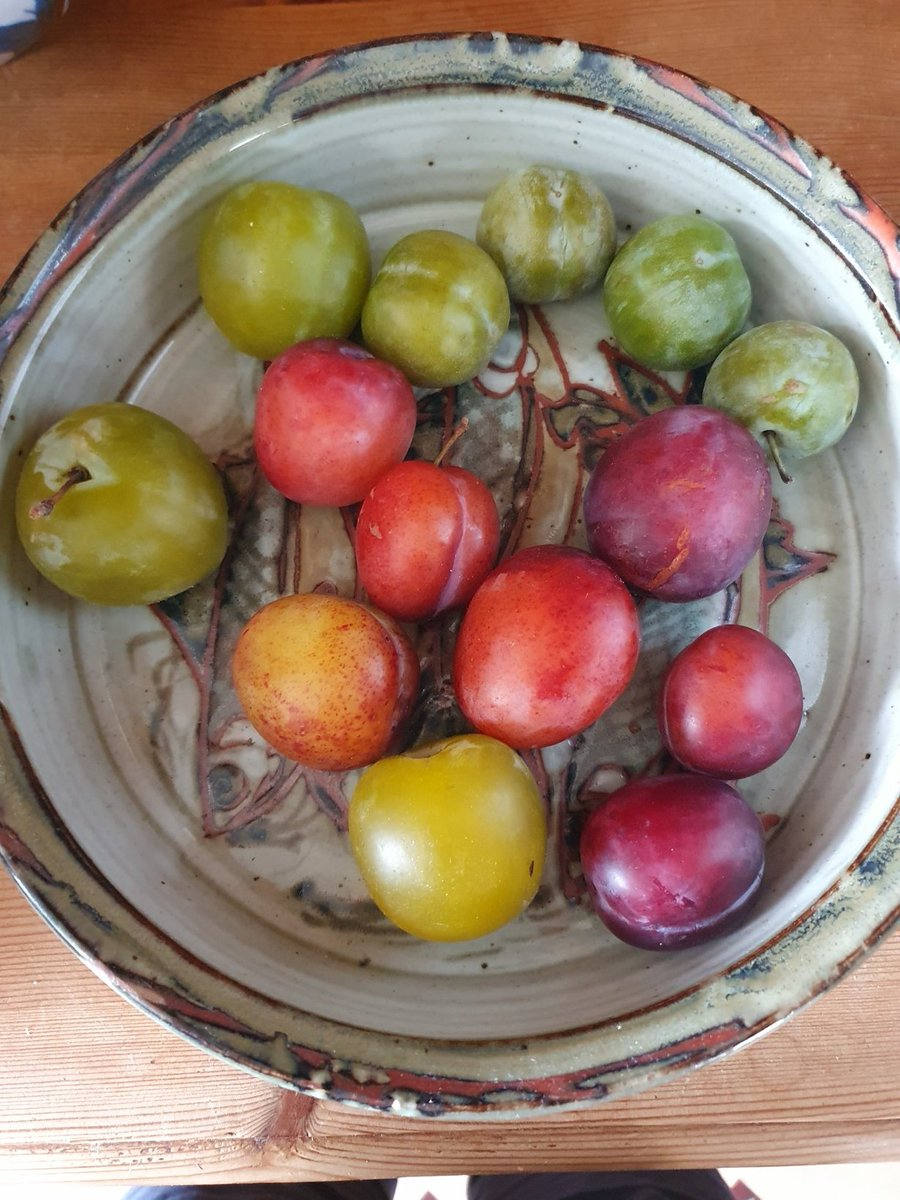 Local plums & greengages for lunch.