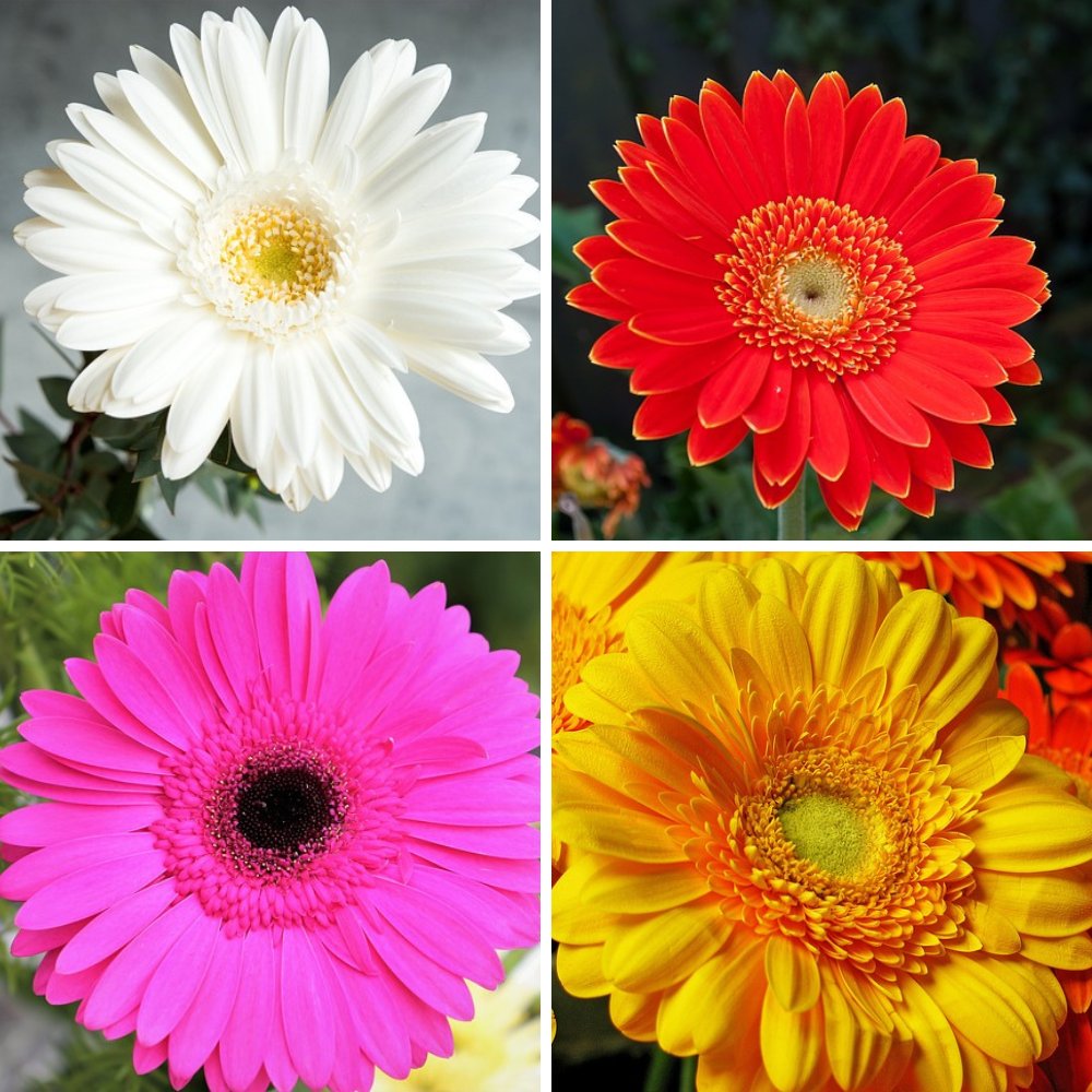 plantohobby's tweet photo. Gerbera flowers are vibrant and come in various colors. They symbolize joy, purity, and happiness. Perfect for bouquets and gardens. #Gerbera #Flowers #JoyfulBlooms #FlowerGarden #Happiness https://t.co/xaNQzc9OKH