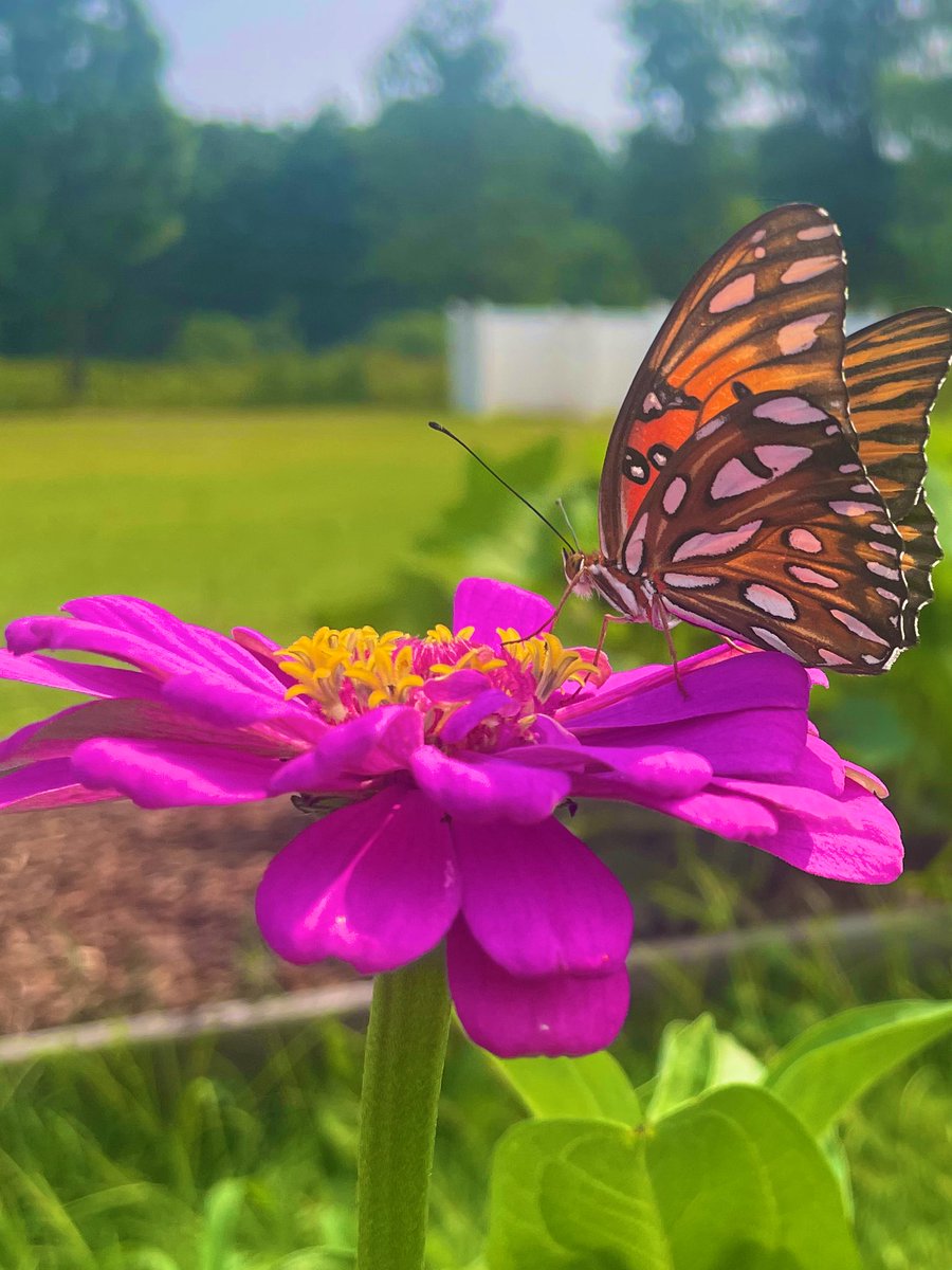 pretty pollination 🐝🦋🌻 <a href="/LakeCarolina1/">Lake Carolina</a> <a href="/EmmerGeo/">Ed Emmer</a>