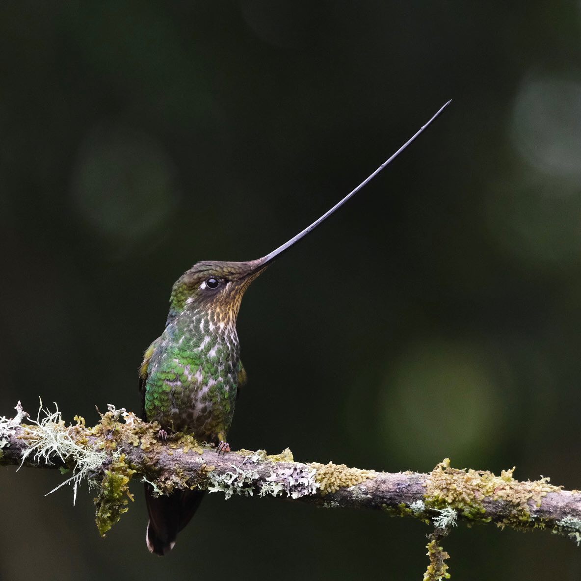Una leyenda maya dice que el colibrí es el mensajero de deseos. Si un #colibrí vuela alrededor de tu cabeza, ¡aprovecha para desear cosas buenas para todos! Leyendas aparte, ¿has tenido la suerte de encontrarte con alguno? Este es un colibrí picoespada :)
📸 @JuanjoRamosEco