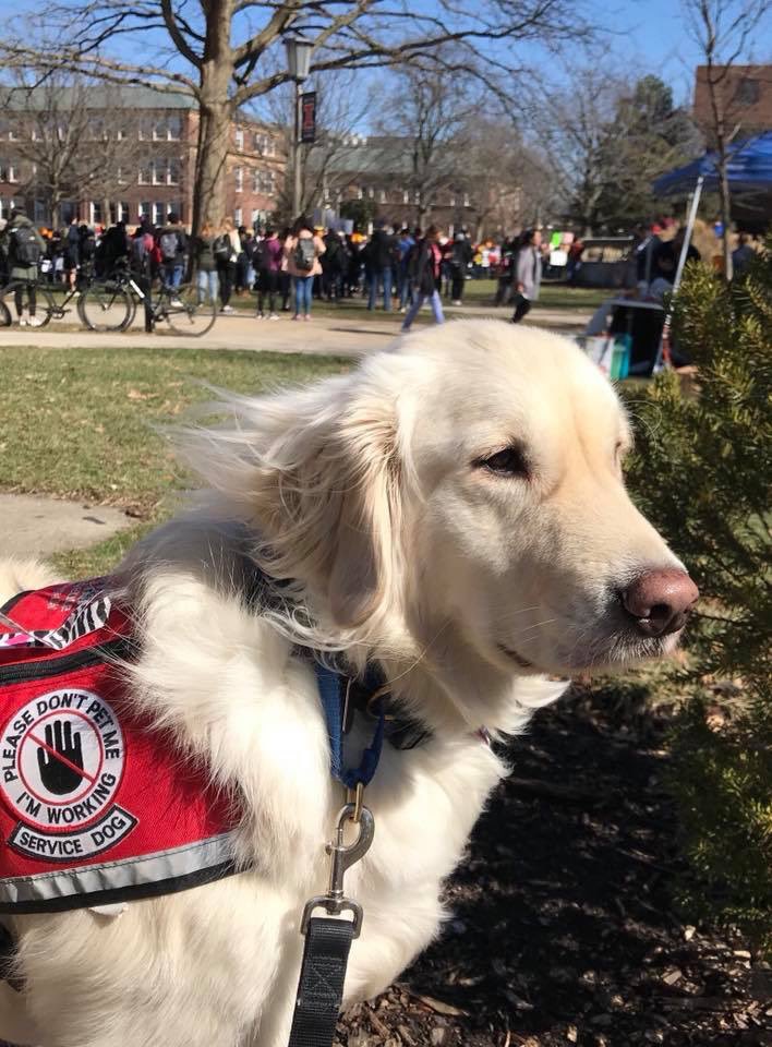 sampson_dog's tweet photo. To educate and raise awareness is the best gift life has given us as a working service dog team in science. We are traveling every month through February of 2024 to give talks and do risk assessments in labs that will provide equal access for disabled scientists. Best! Job! Ever! https://t.co/u0koiceROW