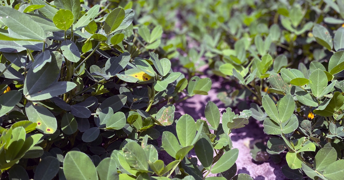 GeorgiaTwine's tweet photo. Peanut crop update (with mid-season yield prediction) https://t.co/snkhjeF1Kl https://t.co/rTbUKeODck