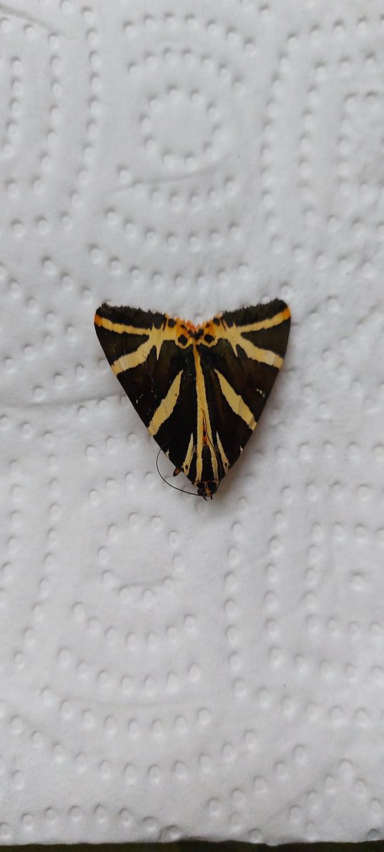 pieterman2010's tweet photo. Found this butterfly in the greenhouse. The Spanish flag (Euplagia quadripunctaria) is a diurnal moth of the family Erebidae, subfamily Arctiinae.
#butterfly #mygarden #vlinder #spanishflag #spaansevlag https://t.co/6BXaVocAGX