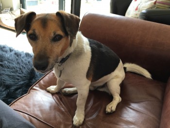 AdoptionsUk's tweet photo. Please retweet to help FIND HAMMY, MISSING FROM #SUSSEX #UK  
Aged 17, poor eyesight and totally deaf. He could have been picked up and could be in a different area, please share widely 🌟 
DETAILS  
https://t.co/EqGqBfWJ1J…
 #dogs #pets #JackRussell https://t.co/T9LwNgM8Un