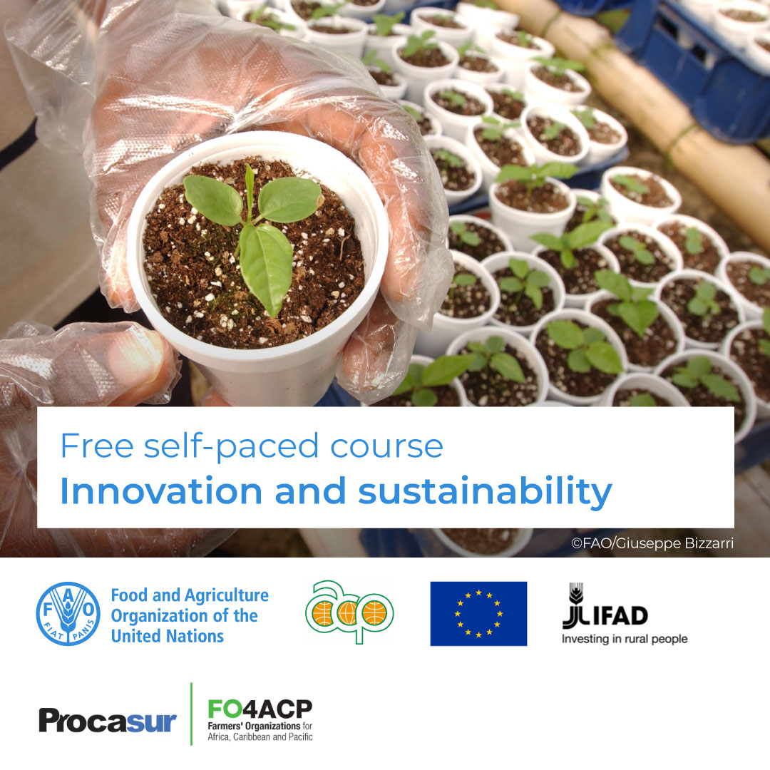 🎓 FREE online course! 🧩📲 Innovation and Sustainability in Family Farming Experiences and innovative solutions for sustainable food systems. Enroll now! ➡️ bit.ly/FO4ACP Support: @PROCASUR @IFAD @PressACP @FO4ACP and European Union
