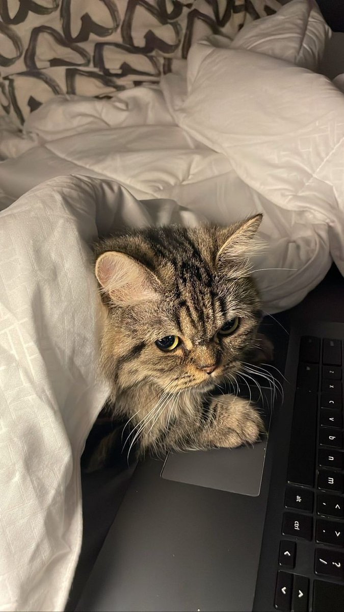 archivesvq's tweet photo. 🧺 : ｡⁠*ﾟ⁠+he's in my spot but it's okay he's my baby! 💓🐈

#akia_archive https://t.co/Ra4HoJFrzT