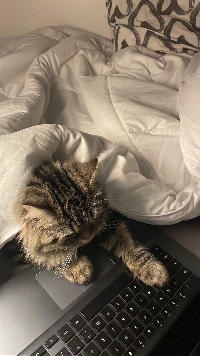 archivesvq's tweet photo. 🧺 : ｡⁠*ﾟ⁠+he's in my spot but it's okay he's my baby! 💓🐈

#akia_archive https://t.co/Ra4HoJFrzT