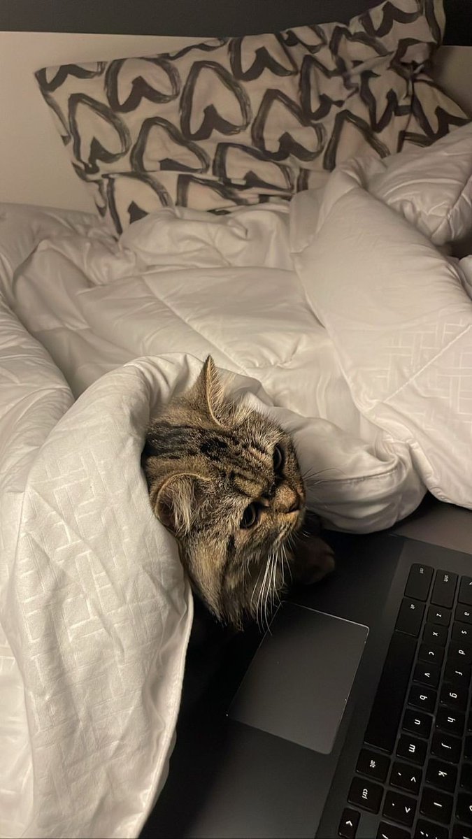 archivesvq's tweet photo. 🧺 : ｡⁠*ﾟ⁠+he's in my spot but it's okay he's my baby! 💓🐈

#akia_archive https://t.co/Ra4HoJFrzT