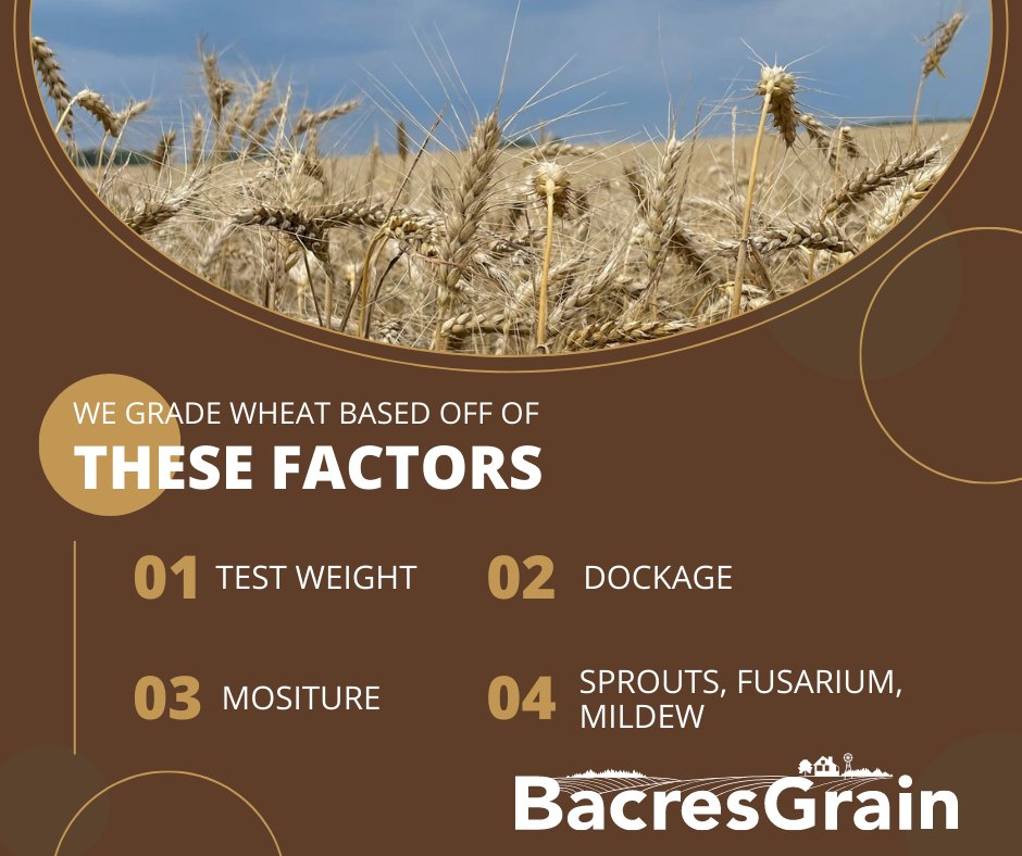 #WheatHarvest2023 is almost over and we've faced some challenges along the way. Despite this, we're determined to deliver top-quality service to you. We wanted to share some key factors we look for when grading wheat; so you can understand our process better. Take a look below!