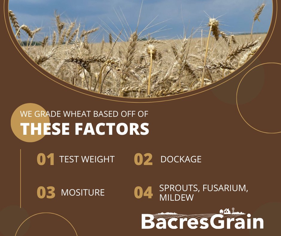 BacresG's tweet photo. #WheatHarvest2023 is almost over and we've faced some challenges along the way. Despite this, we're determined to deliver top-quality service to you. We wanted to share some key factors we look for when grading wheat; so you can understand our process better. Take a look below! https://t.co/jhtAawCclg