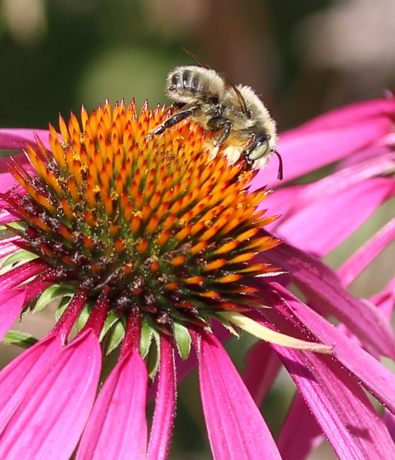zucchinibeemama's tweet photo. Mr. Megachile perihirta on Echinacea. #mountainviewcemetery #yvrbees #BackyardBioblitz https://t.co/jrlx9FA6LY