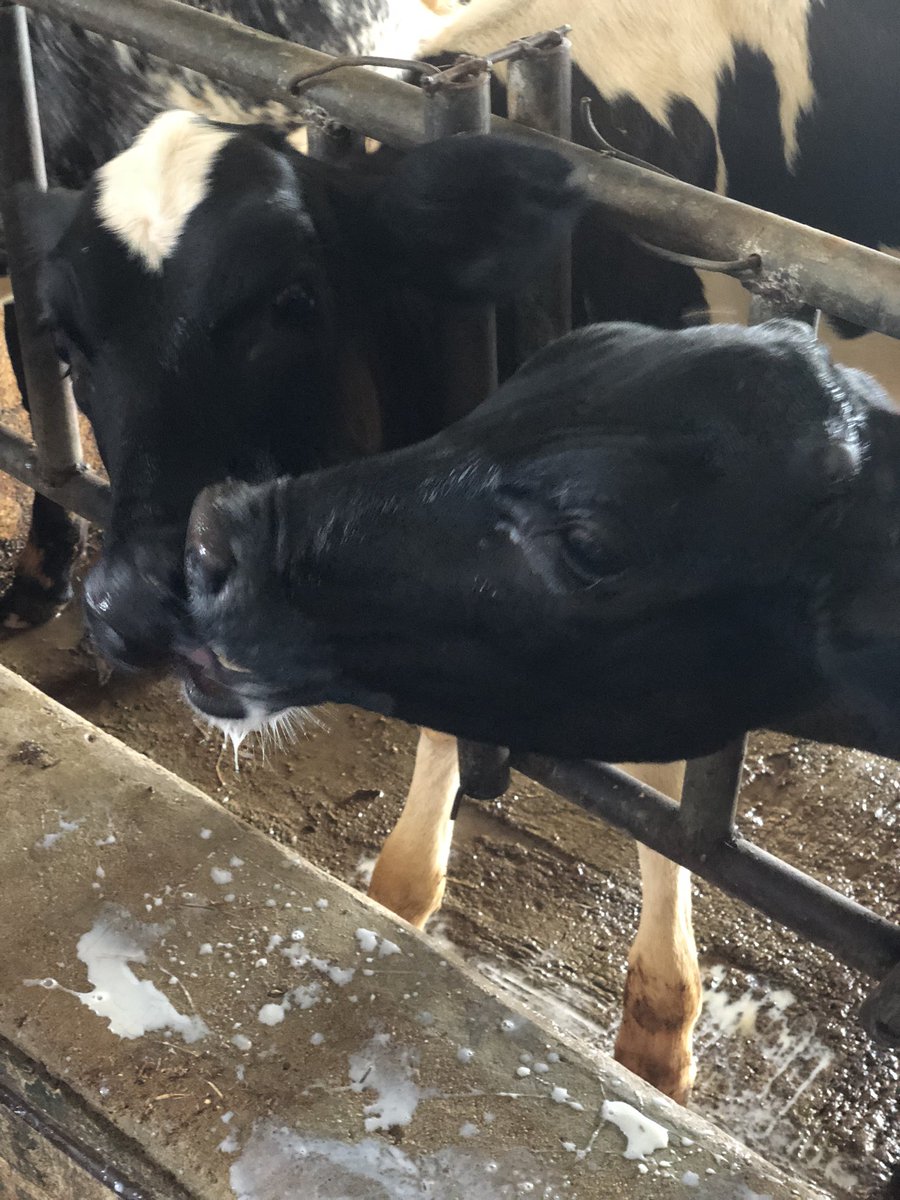 #calflove
#bucketfeeding
#betterproduction
#veterinarymedicine