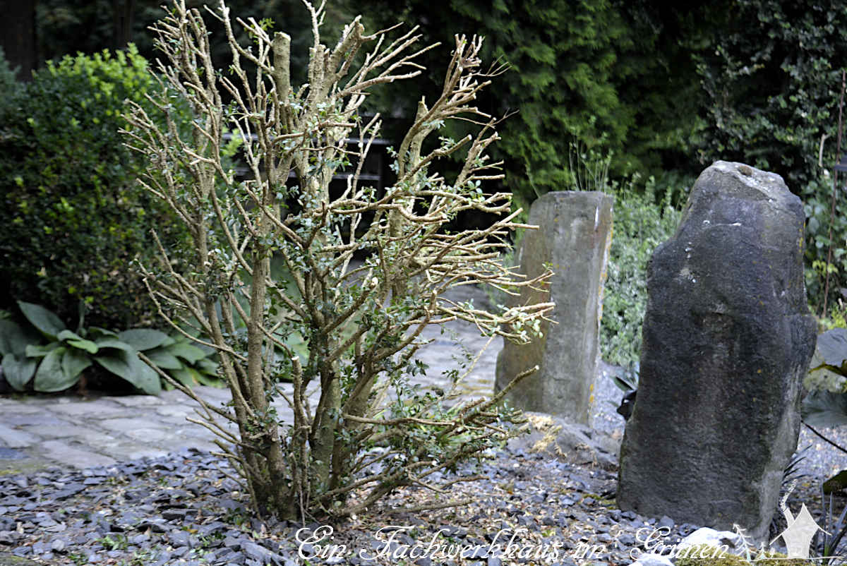 Leider schlägt der #Buchsbaumzünsler jetzt auch in unserem Garten gnadenlos zu. 
Zünsler Gnadenlos (bot. Cydalima crudelis) 
gartenwonne.com/2023/07/buchsb…