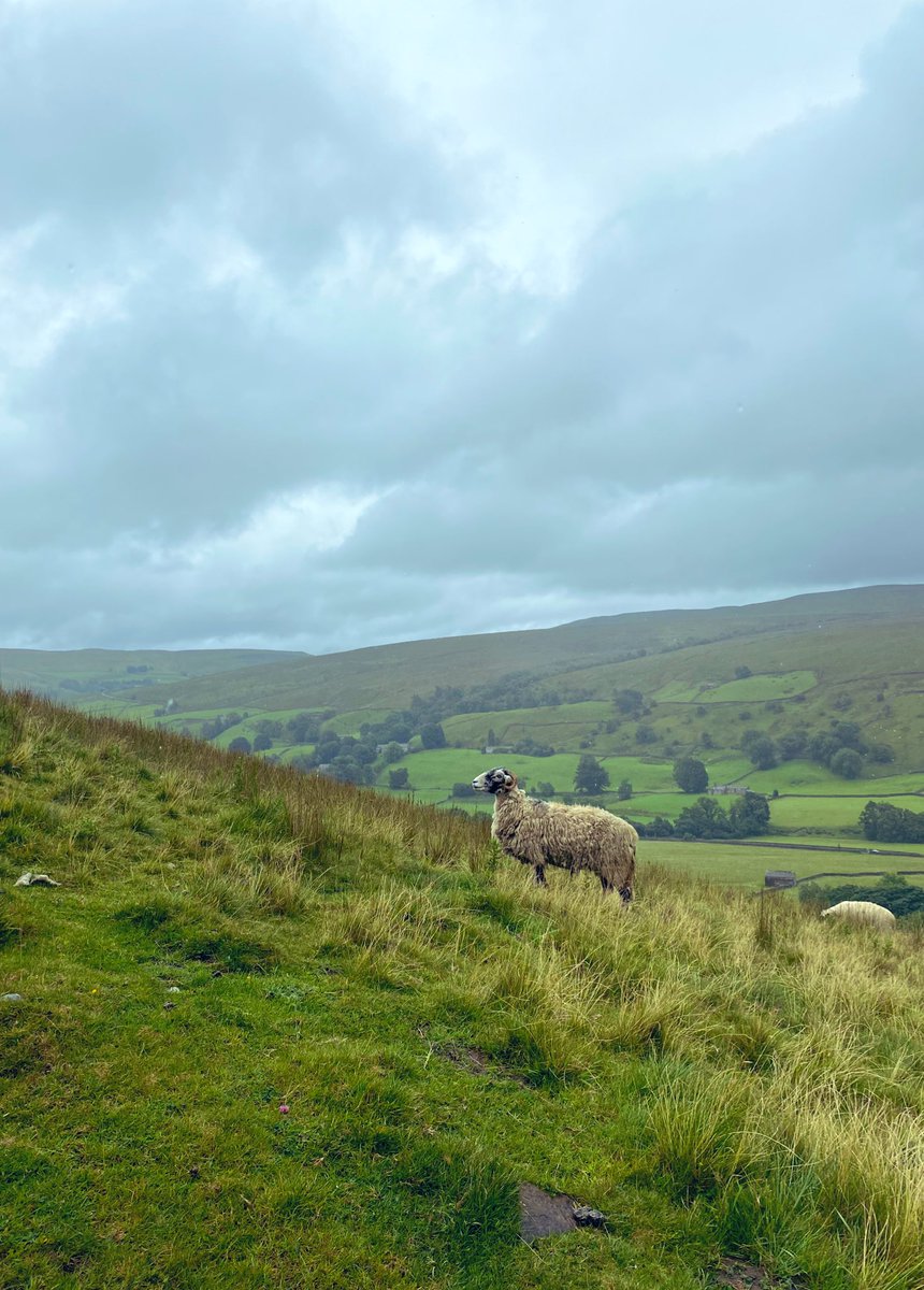judithvoss's tweet photo. Land of sheep, rain and pubs. (niks meer aan doen) https://t.co/WBzwCehiw9