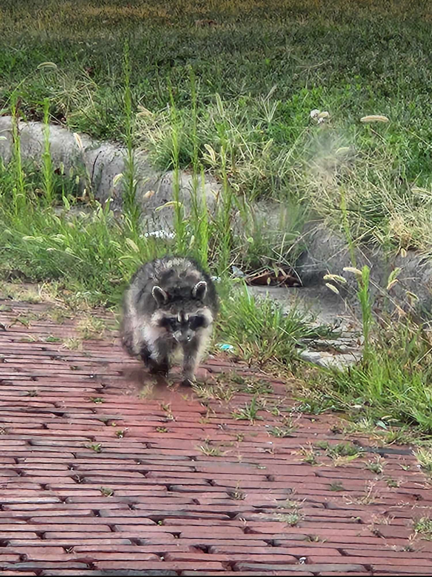 "Nothing to see here, people. Move along!"

I spotted this little guy casually strolling near the hospital about 6:30 this morning. Me parking the car and taking his picture didn't phase him one bit. He just kept slowly walking.