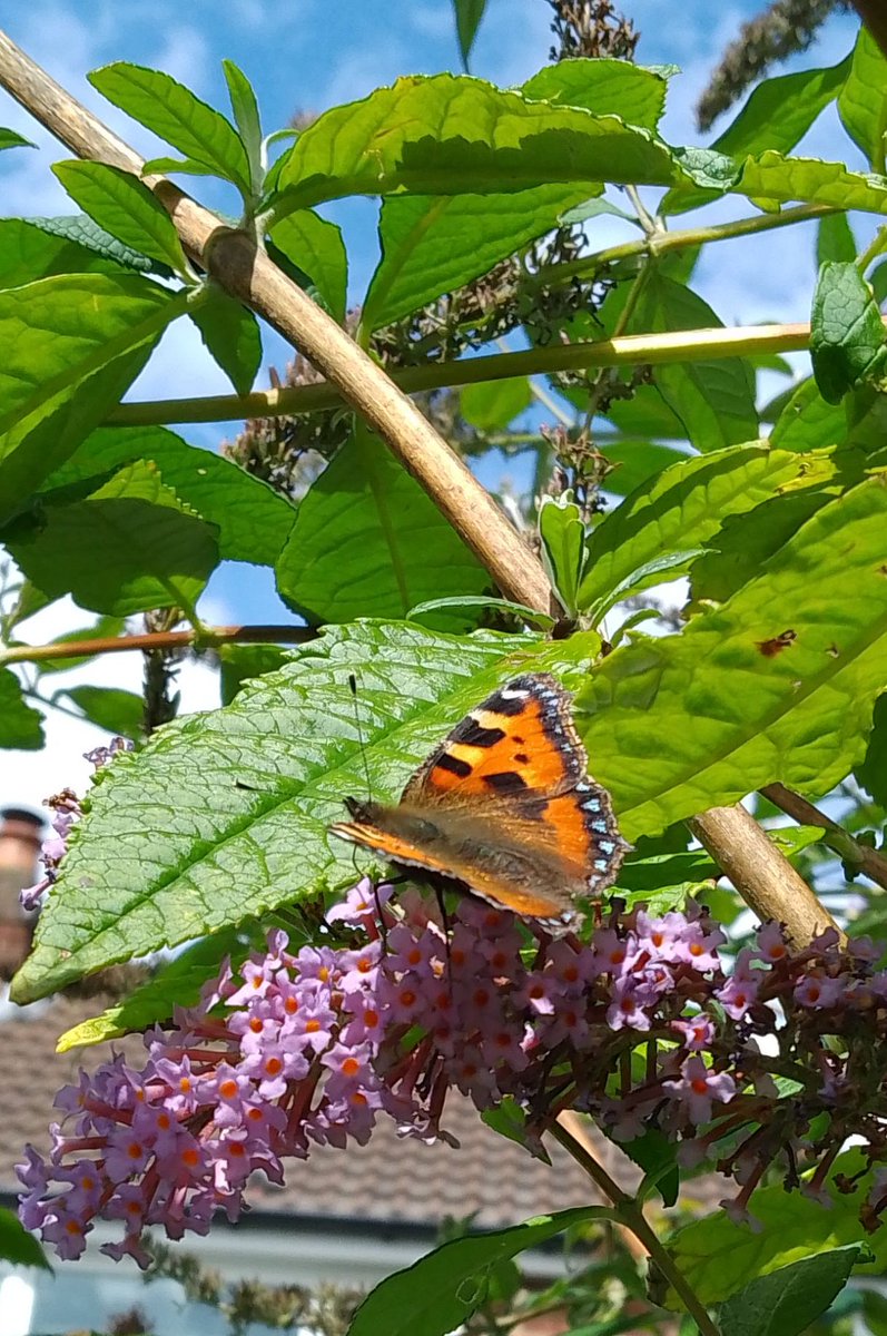 Been doing the #BigButterflyCount for @savebutterflies here in our Greater Manchester garden for the last couple of weeks, didn't think we would get many but then the sun came out. Even spotted a hummingbird hawkmoth twice!