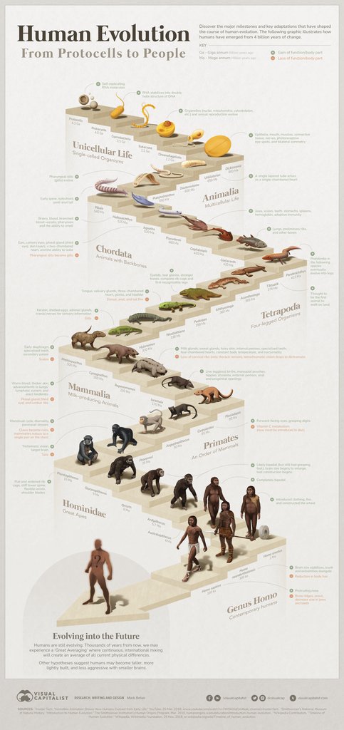 The 4 Billion Year Path of Human Evolution.

Credit <a href="/VisualCap/">Visual Capitalist</a>