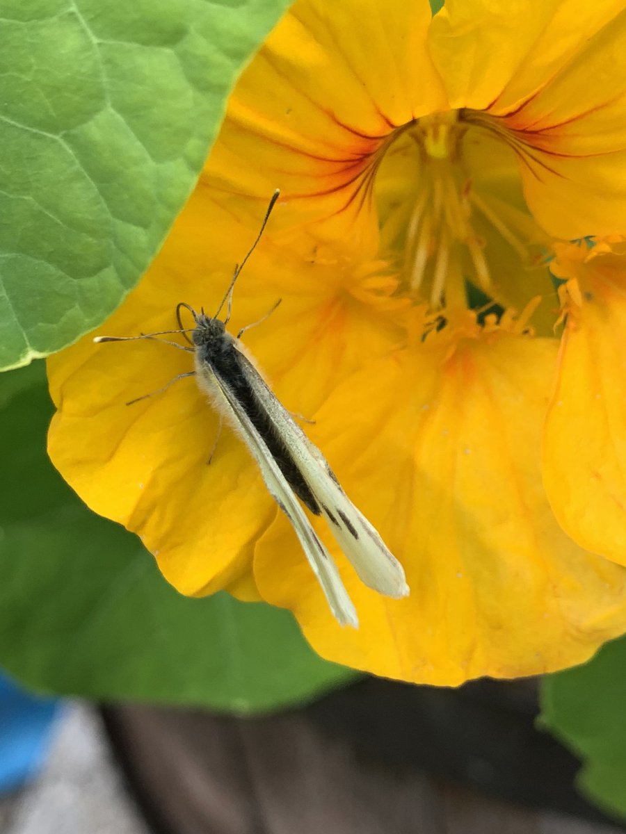 Tracytrees's tweet photo. What better way is there to enjoy a cuppa at the weekend than sitting by the pond reading Buzzword? @BumblebeeTrust @Buzz_dont_tweet #bees #pondlife #pollinators #bumbleebee #butterflies #nature https://t.co/SN7CXtAesb