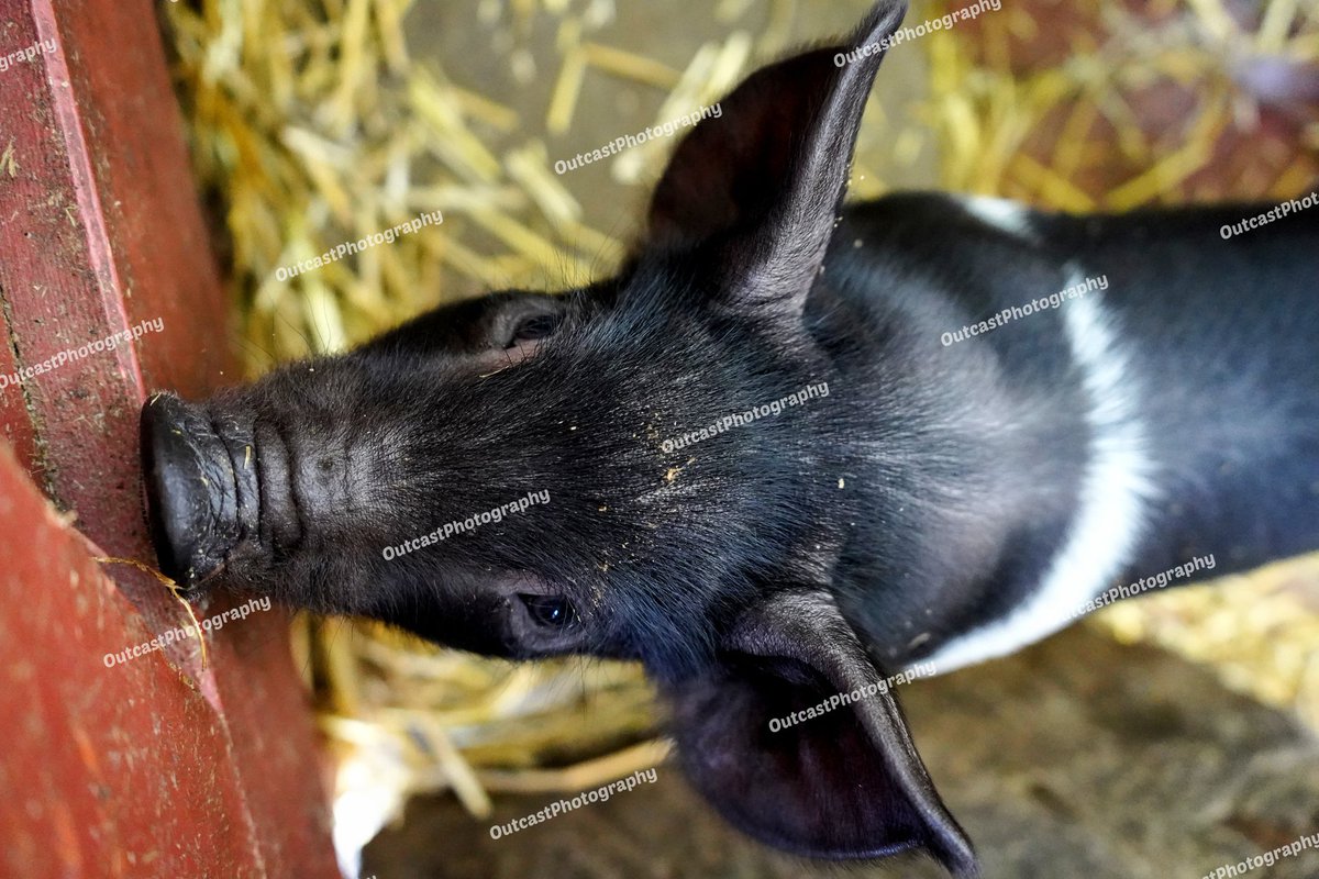 Piglet Black and White. #piglet #photography #farm #1940 #blackandwhite #SONY @Sony @SonyPicturesUK