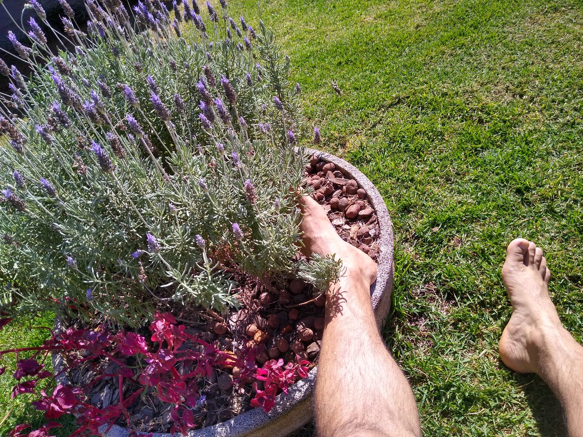 llan3R's tweet image. I'm touching grass and lavender today