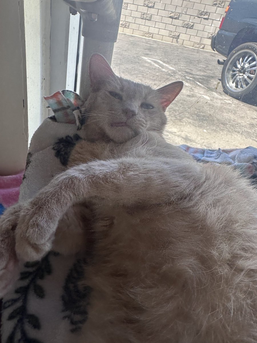 perrys_place_la's tweet image. How our Saturday morning is going 💙

Shazam, a handsome, senior cutie, needs a furever home: bit.ly/3saM4XT