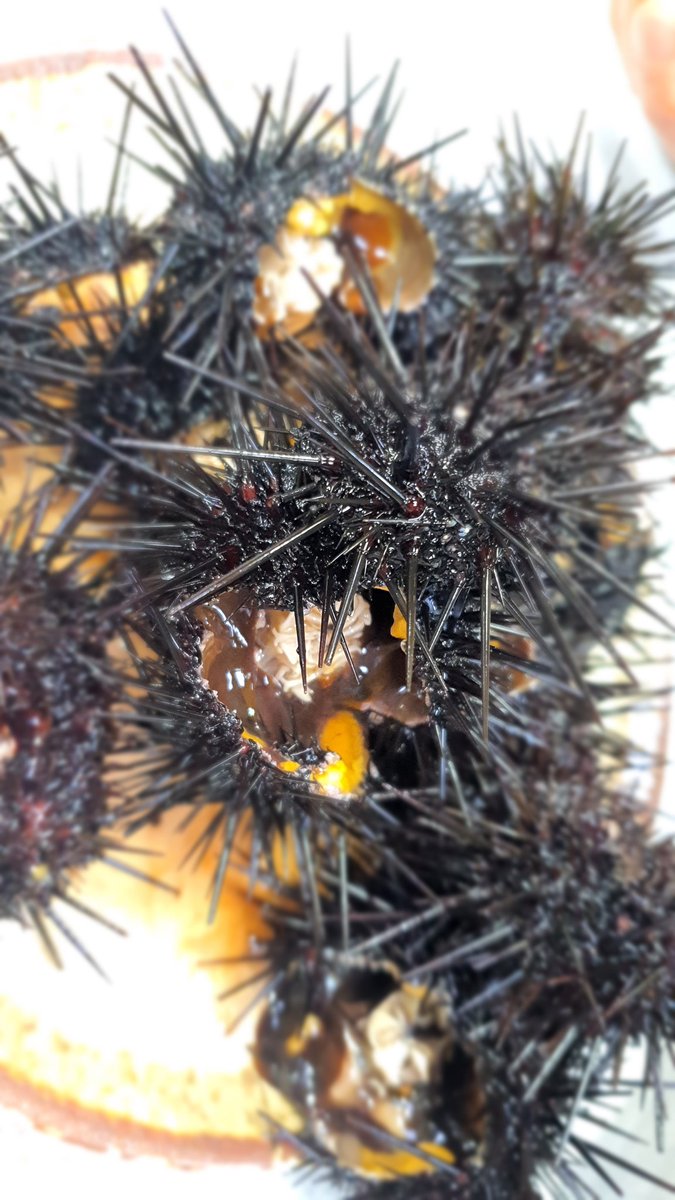 ub4a9cXeWD8wj2v's tweet image. #성게