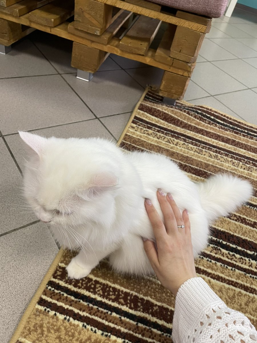 mrs_ackerman28's tweet photo. свидание в кото кафе или то как я влюбилась в белую принцессу облачко https://t.co/Qsj13L6QnT