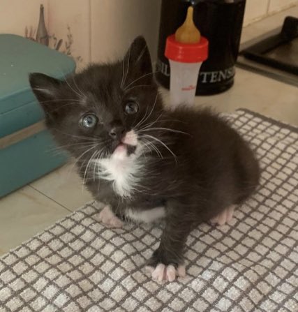 CP Bedford tweet media