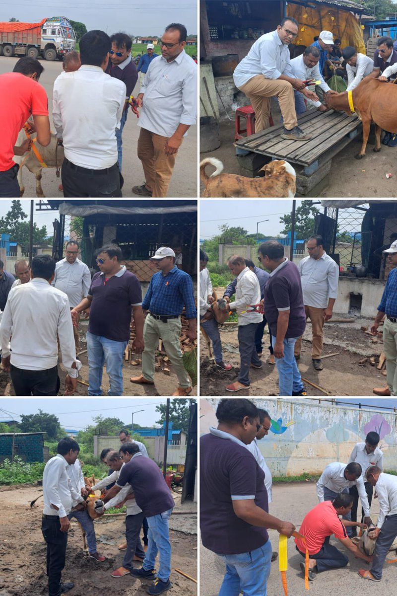 IASTripathiCG's tweet image. रेडियम बेल्ट #StrayCattles #VeterinaryTeam @RaipurDistrict #MissionMode #Tagging #Identification @ChhattisgarhCMO @RChoubeyCG @amitabhjn @KPSingh_IAS @DPRChhattisgarh 
NH-30