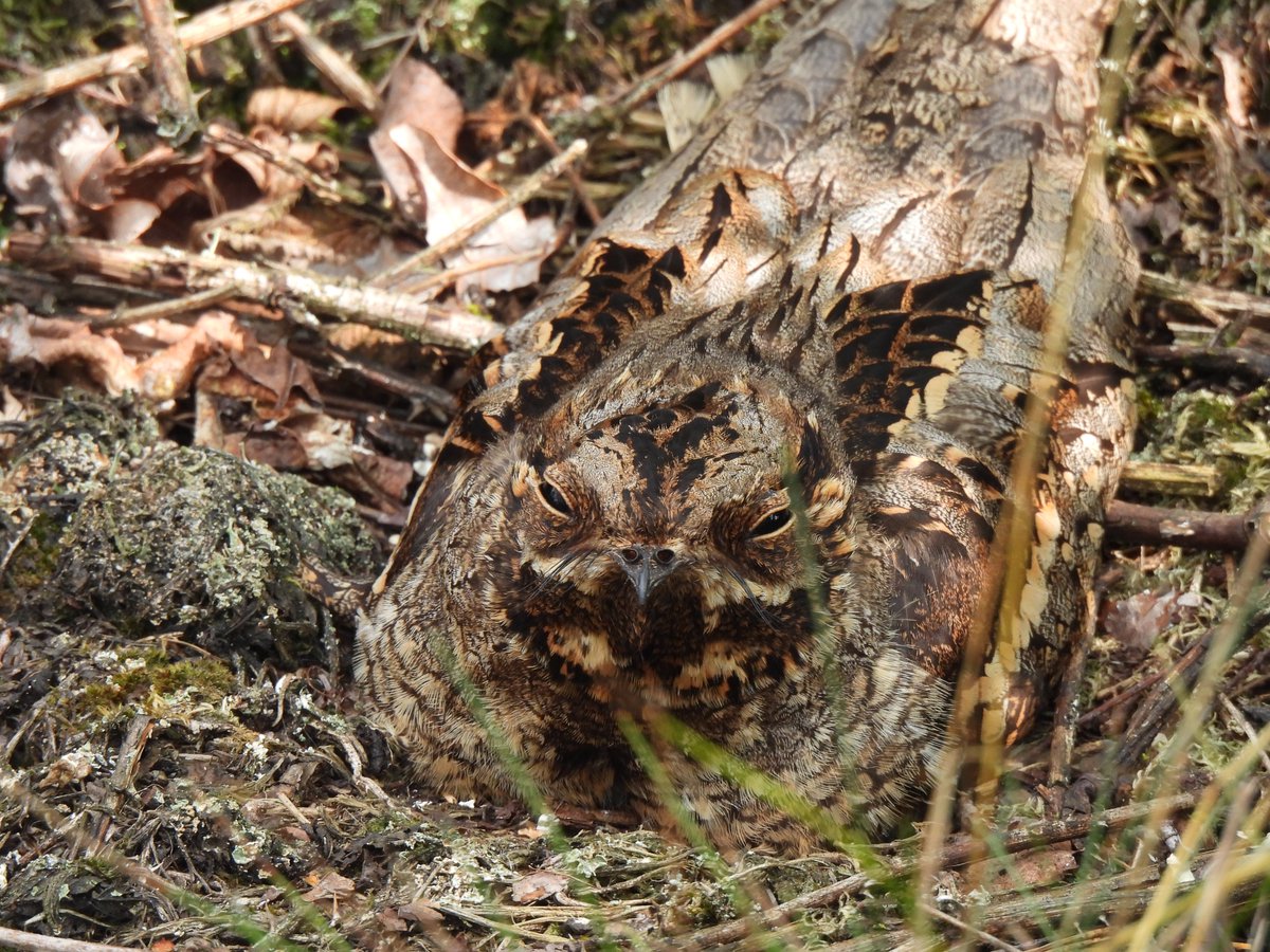 Vanmorgen nestcontrole. Deze dappere knapperd liet me op één meter afstand komen voor ze van haar pullen afvloog. #nachtzwaluw #nightjar