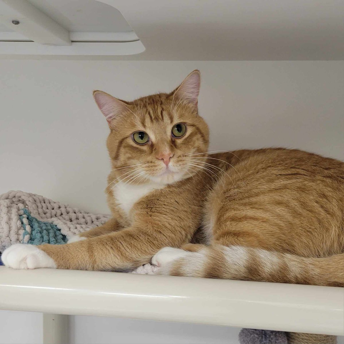 FMSPCA's tweet photo. Breed: DSH
Gender: Male
Age: 2 Years

Stylish and always ready to make you laugh, it’s Carson! This sweet tabby can’t wait to show you his affectionate side. He’s ready to make you fall in love! https://t.co/wchL7jF4rl