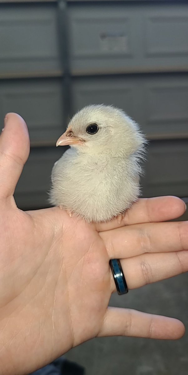 Enragedblonde98's tweet photo. In honor of her turning two here's some baby pictures of my spicy chicken nugget https://t.co/AqOzEuxKFD