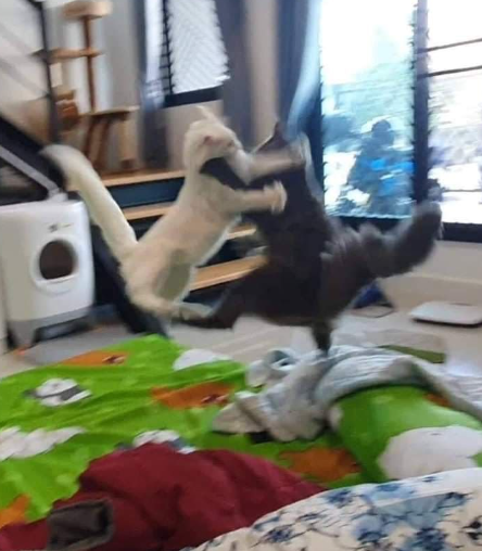DontShowYourCat's tweet photo. TOURNAMENT BATTLE https://t.co/Rc7qEhjDL0