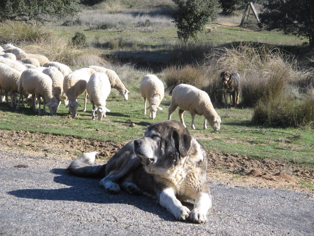 pkas1111's tweet photo. Donde existió el lobo, tradicionalmente usaron mastines para defender el rebaño. El lobo, como todos los predadores, intenta las situaciones de menor riesgo y consumo energético. Un rebaño protegido por mastines, no es fácil. En este caso, su alternativa, será corzo o jabalí https://t.co/AT36qjdYrC