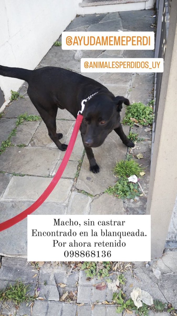 Me ayudan a encontrar a sus dueños?