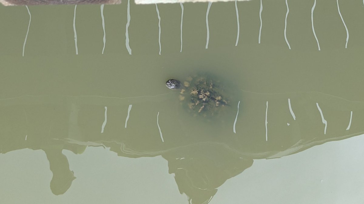 LarryOConnor's tweet image. Nice day for a @GORUCK with this guy!  And we spotted a couple Maryland Terrapins!  #FearTheTurtle