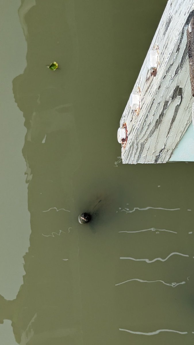 LarryOConnor's tweet image. Nice day for a @GORUCK with this guy!  And we spotted a couple Maryland Terrapins!  #FearTheTurtle