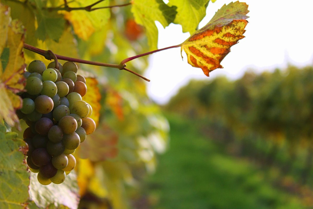 🍇 Did you know the grapes in the Thompsons Okanagan are going through Veraison, right now? 🍷 That’s when the grapes turn red, or for white grapes simply become more translucent. 

📷  Destination BC/Unoaked Photography

#ThompsonsOkanagan #Veraison #Grapes #WineCountry #Explore