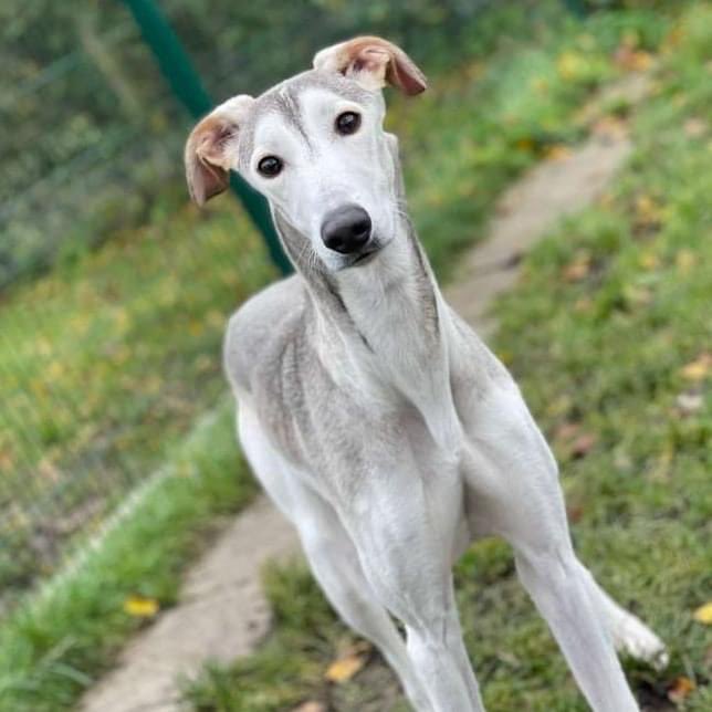 Lurcher SOS 🐾🐾 (@lurchersos) on Twitter photo This is an URGENT appeal for a Foster (or foster to fail) place for Blue. This gorgeous boy has sadly been adopted and returned to us twice. He is big, silly, full of mischief and very smart. Please share Blue or if you think you can help, email us at lurchersos@yahoo.com This is an URGENT appeal for a Foster (or foster to fail) place for Blue. This gorgeous boy has sadly been adopted and returned to us twice. He is big, silly, full of mischief and very smart. Please share Blue or if you think you can help, email us at lurchersos@yahoo.com