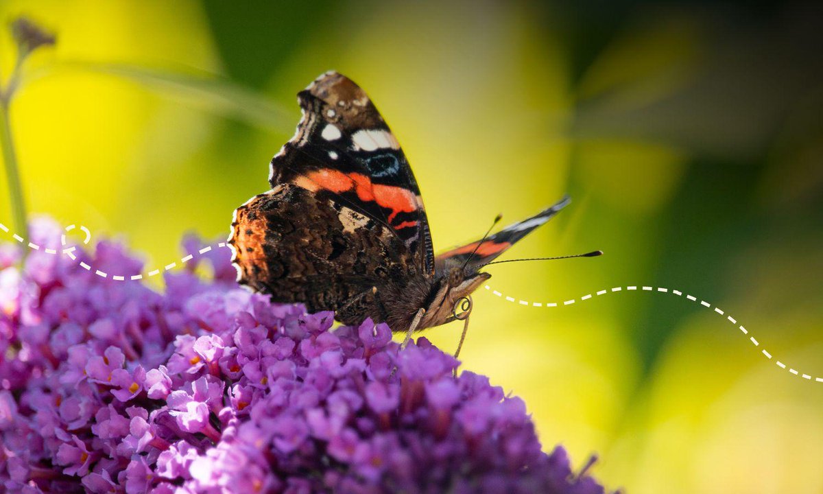 savebutterflies's tweet photo. Loved the #BigButterflyCount? 🦋
Join Butterfly Conservation now with 50% off membership! Protect these beautiful creatures and their habitats. Don't miss out! 🌿🦋
Join now 👉 https://t.co/0qWc2rbwdR
#JoinForChange #SaveButterflies #MothsMatter https://t.co/7gK98ffynm