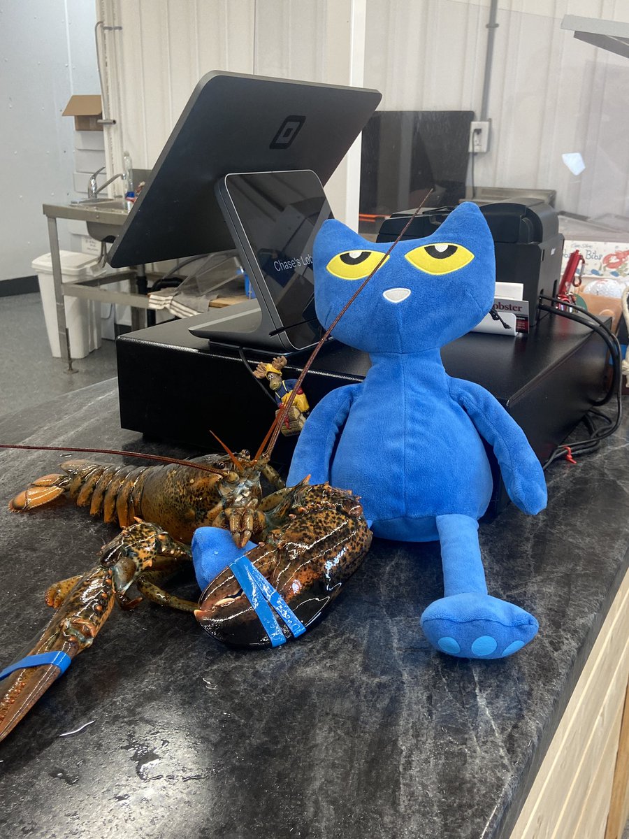 MsVsLibrary's tweet photo. Pete the @SouthMarchPS Library Cat’s travels continue this summer! He met his very first lobster… the lobster really liked him and tried to hold on!!! https://t.co/E2LoviaMdz
