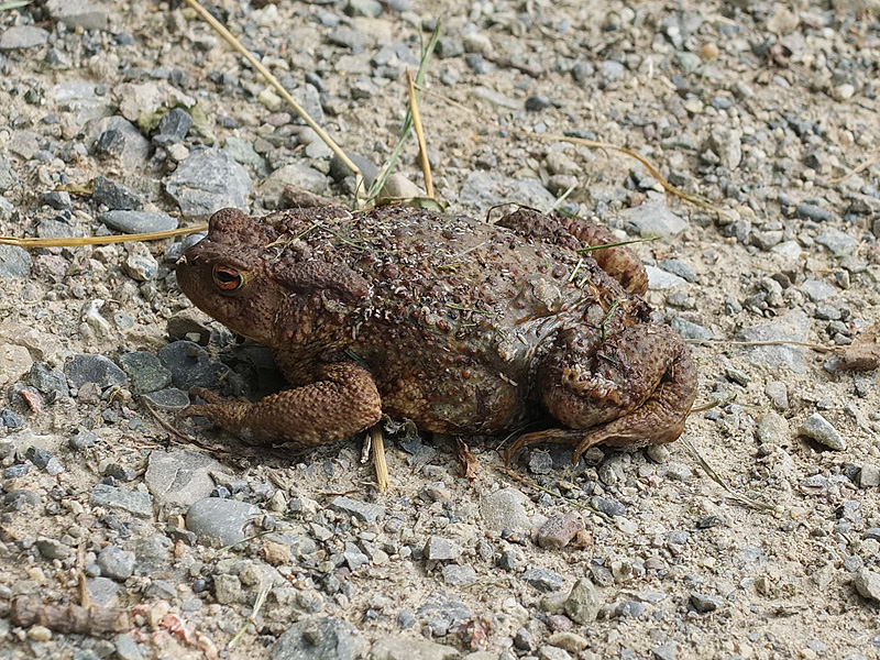 marabu (@marabu05763013) on Twitter photo 