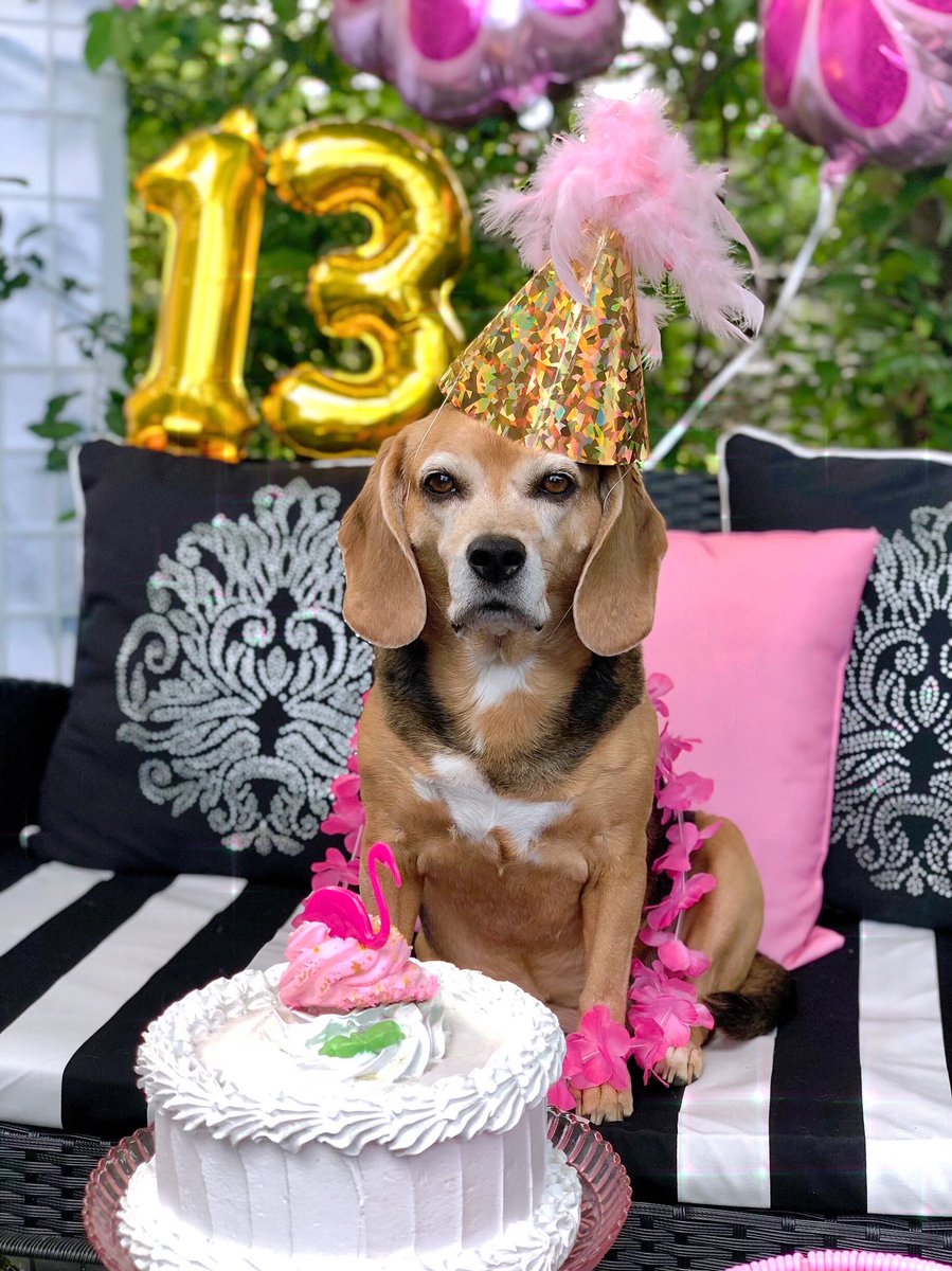 Iz my Burffday todayyy! I iz 13!! 🎉💖🐶💖🎉Mama has da treets and da prezents fer meez! Yay!🛍️🛍️🍰🥞🥐

#BirthdayDog #BeaglesOfTwitter #PinkParty #SweetDog #BHGpets #beaglelover @beaglefacts
