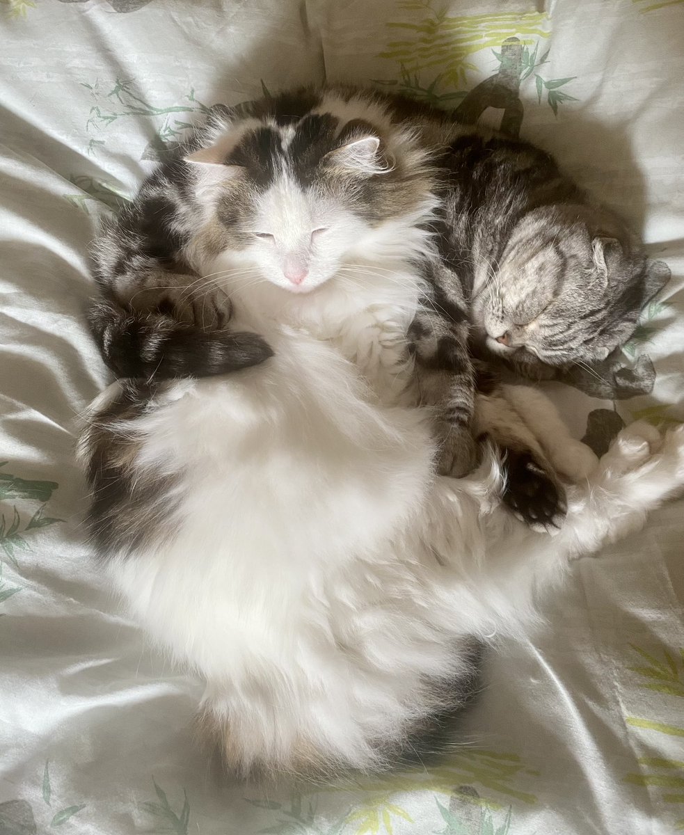 bao_bao_bun's tweet photo. The way baby Cassie pie just treats me like a cushion though 😹😹😹 #catsoftwitter #Caturday https://t.co/jfqPOg3oAq