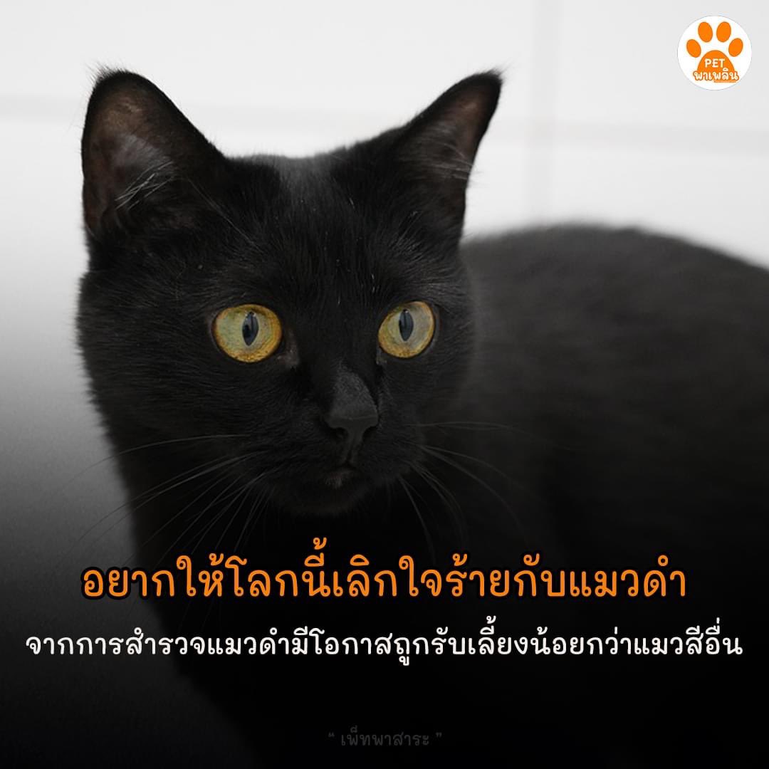🥺 แมวดำเป็นเด็กดีนะ