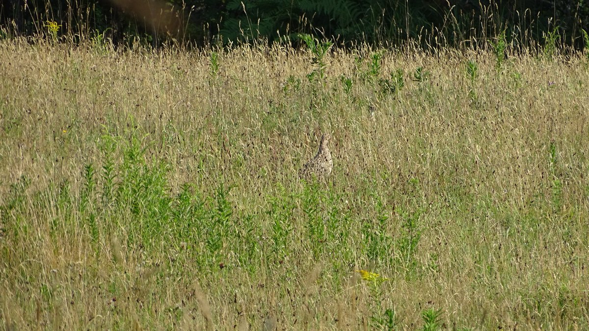 yanneyboy1's tweet photo. Lady Pheasant's high tech camo plumage.
#ringneckpheasant #localwildlife #fascinatingnature https://t.co/3UxUUnAN2C