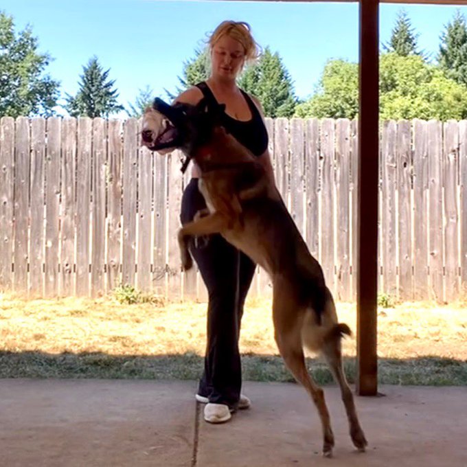 I adopted a malinois which is a breed often prized in police and military work for their intelligence<a href="/tag/jordancon"class="tags"><span>#jordancon</span></a><a href="/tag/jordancon2024"class="tags"><span>#jordancon2024</span></a>