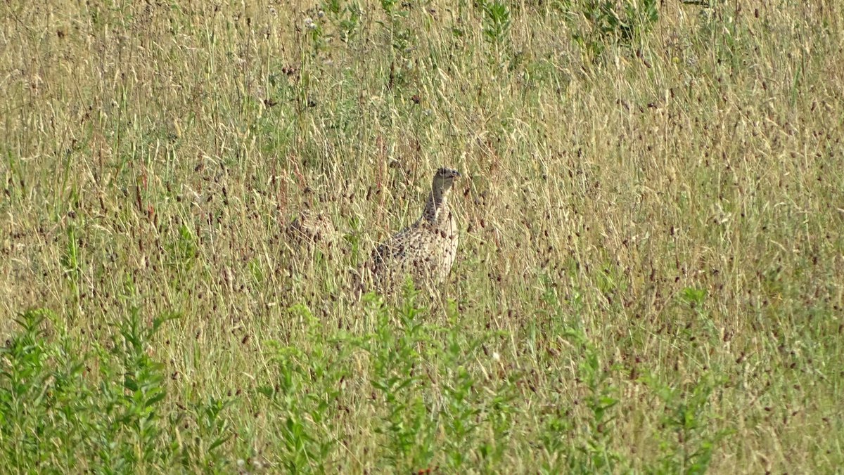 yanneyboy1's tweet photo. Lady Pheasant's high tech camo plumage.
#ringneckpheasant #localwildlife #fascinatingnature https://t.co/3UxUUnAN2C