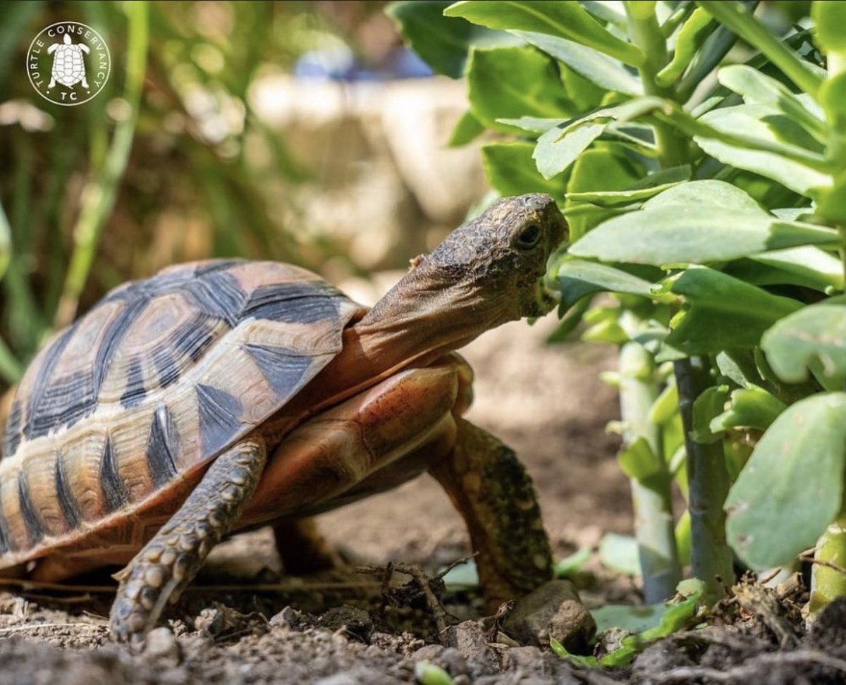 turtletweets's tweet photo. There’s nothing better than watching tortoises live their best life every day! That’s what our mission is all about— ensuring that the future is awesome for turtles & tortoises everywhere! #turtleconservancy https://t.co/cJkLzwFtZJ